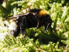 Bombus