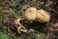 Suillus sibiricus