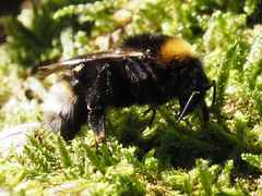 Bombus