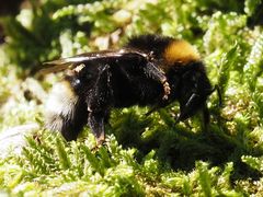 Bombus