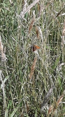 Thymelicus sylvestris