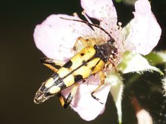 Rutpela maculata