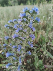 Echium vulgare