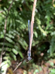 Bayadera brevicauda