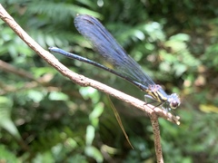Bayadera brevicauda