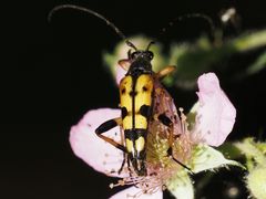 Rutpela maculata