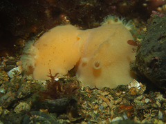 Gargamella immaculata