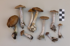 Cortinarius saturninus