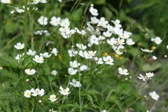 Ranunculus platanifolius