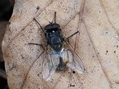 Musca autumnalis