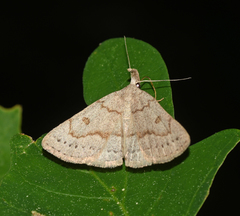 Chytolita morbidalis
