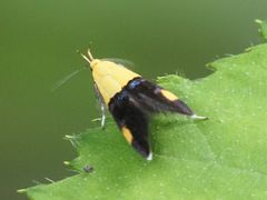 Oecophora bractella