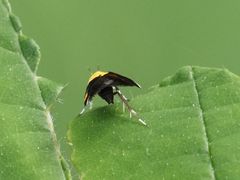Oecophora bractella