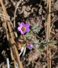 Leptosiphon breviculus