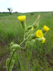 Hieracium longipilum
