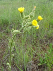 Hieracium longipilum
