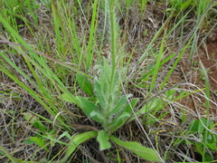Hieracium longipilum