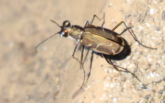 Cicindela tenuisignata