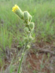Hieracium longipilum