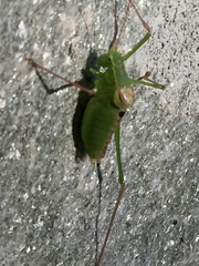 Leptophyes laticauda