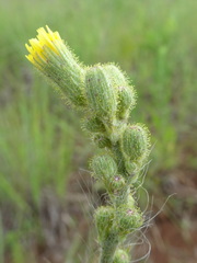 Hieracium longipilum