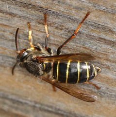 Dolichovespula media