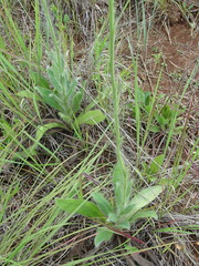 Hieracium longipilum