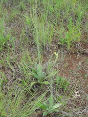 Hieracium longipilum