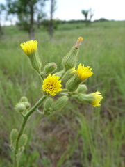 Hieracium longipilum