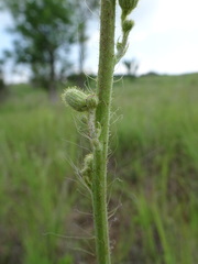 Hieracium longipilum