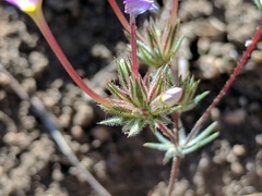 Leptosiphon breviculus