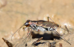 Cicindela tenuisignata