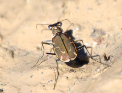 Cicindela tenuisignata