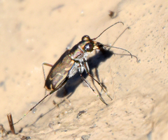 Cicindela tenuisignata