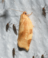 Choristoneura fractivittana