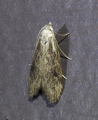 Aphomia terrenella