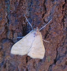 Hahncappsia pergilvalis