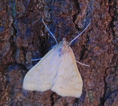 Hahncappsia pergilvalis