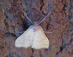 Hahncappsia pergilvalis