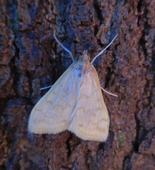 Hahncappsia pergilvalis