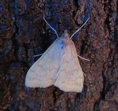 Hahncappsia pergilvalis