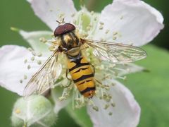 Episyrphus balteatus
