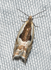 Ancylis discigerana