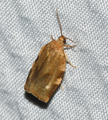 Choristoneura fractivittana