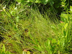Carex billingsii