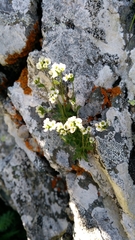 Draba siliquosa