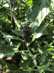 Okanagana occidentalis