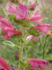 Echium rosulatum