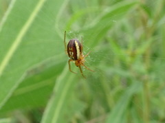 Araneus pratensis