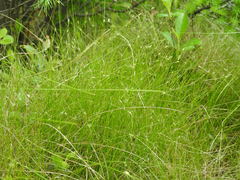 Carex billingsii